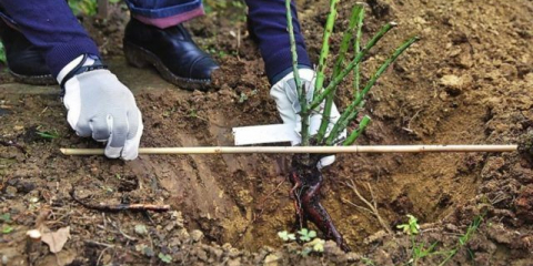 Parkové růže pro oblast moskvy: nejlepší odrůdy, fotografie se jmény